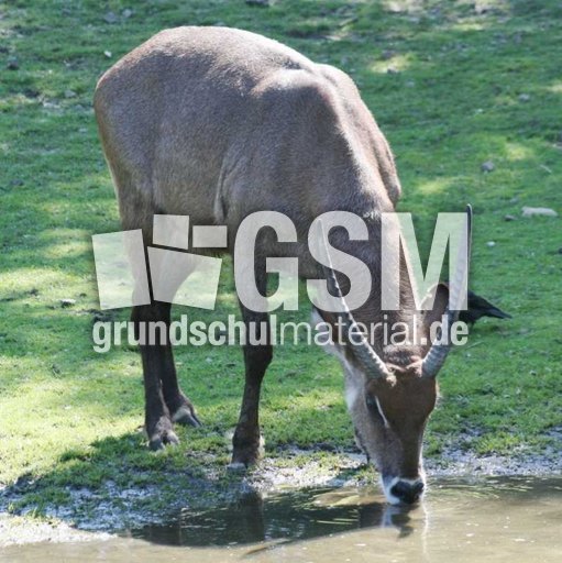 Elanantilope.jpg